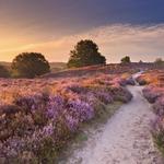Veluwe