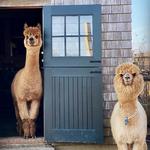 Island Alpaca Company