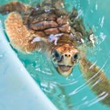 Georgia Sea Turtle Center
