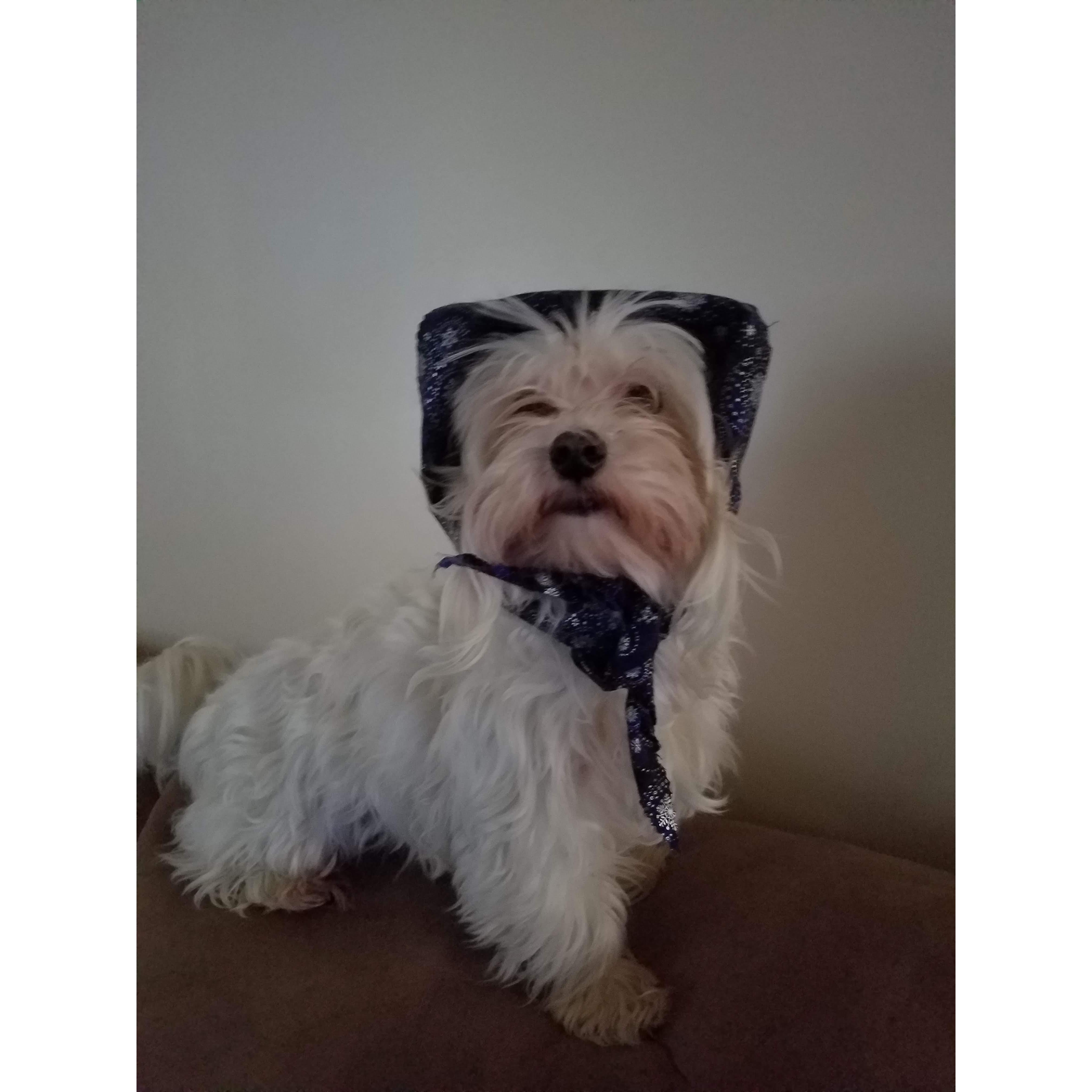Dylan's competition for my affection, his parents Maltese, Jorge (or babushka Jorge in this picture!)