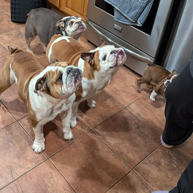 Gabby’s Bulldog Fund