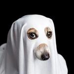 Take a Ghost Tour