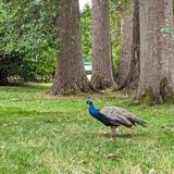 Beacon Hill Park