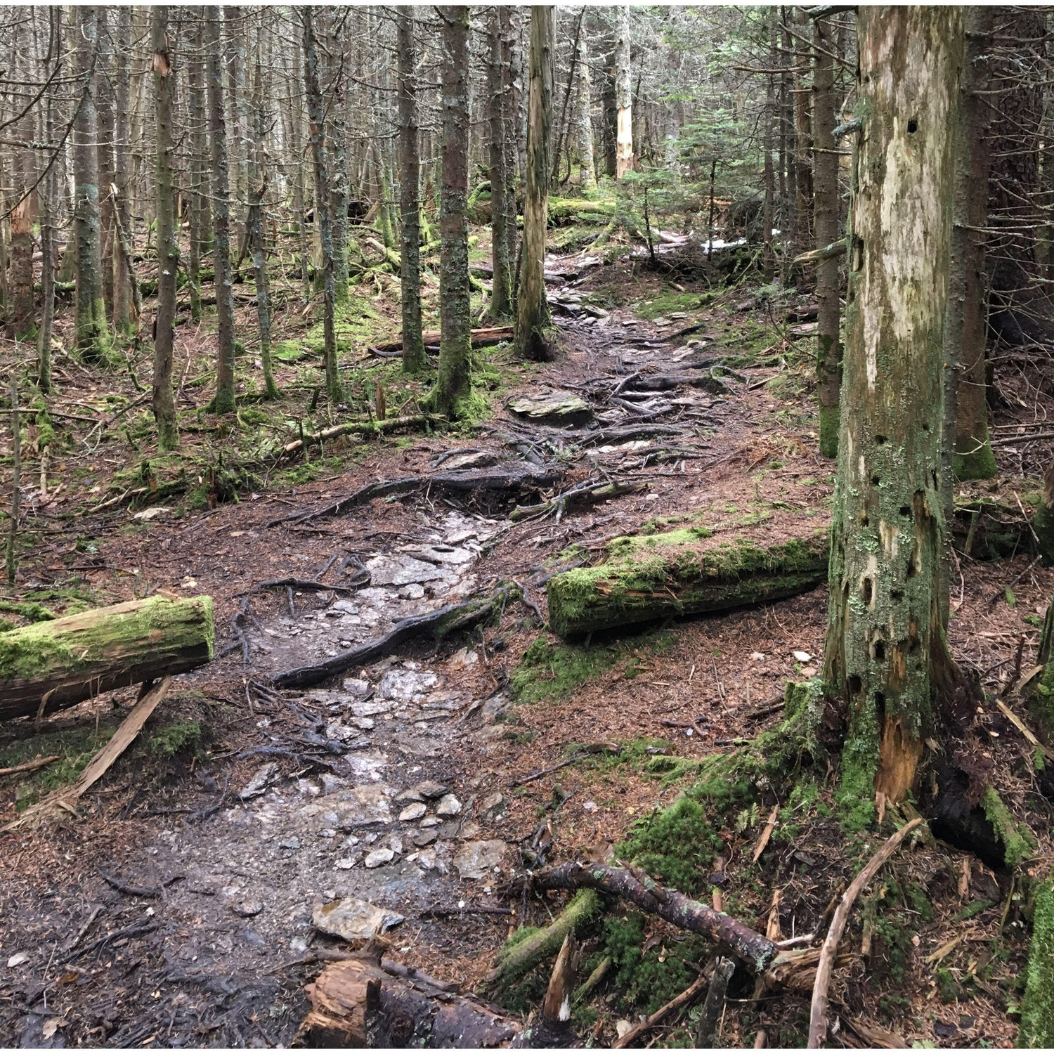 A beautiful shot on the trail while hiking Mt. Equinox.