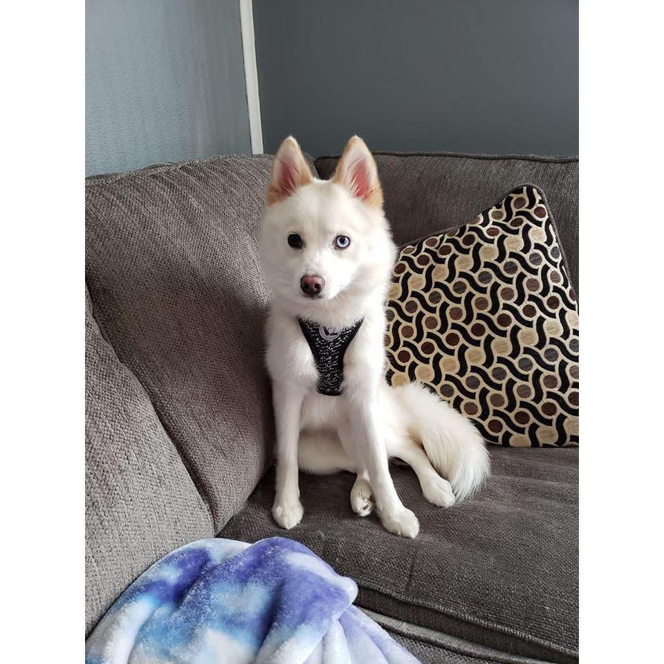 Meet Zoey, our Pomsky