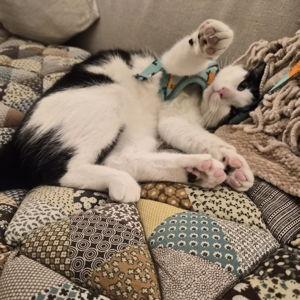 Neko's Sibling Fund