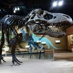 Cleveland Museum of Natural History