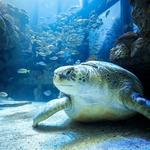 New England Aquarium