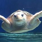 Birch Aquarium at Scripps