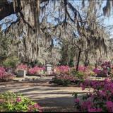 Bonaventure Cemetery Tours