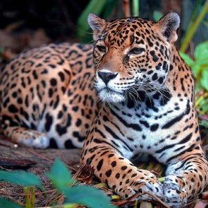 Jaguar Preserve tour in Belize