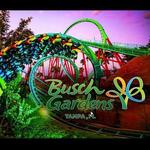 Busch Gardens Tampa Bay