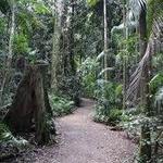 Mary Cairncross Scenic Reserve