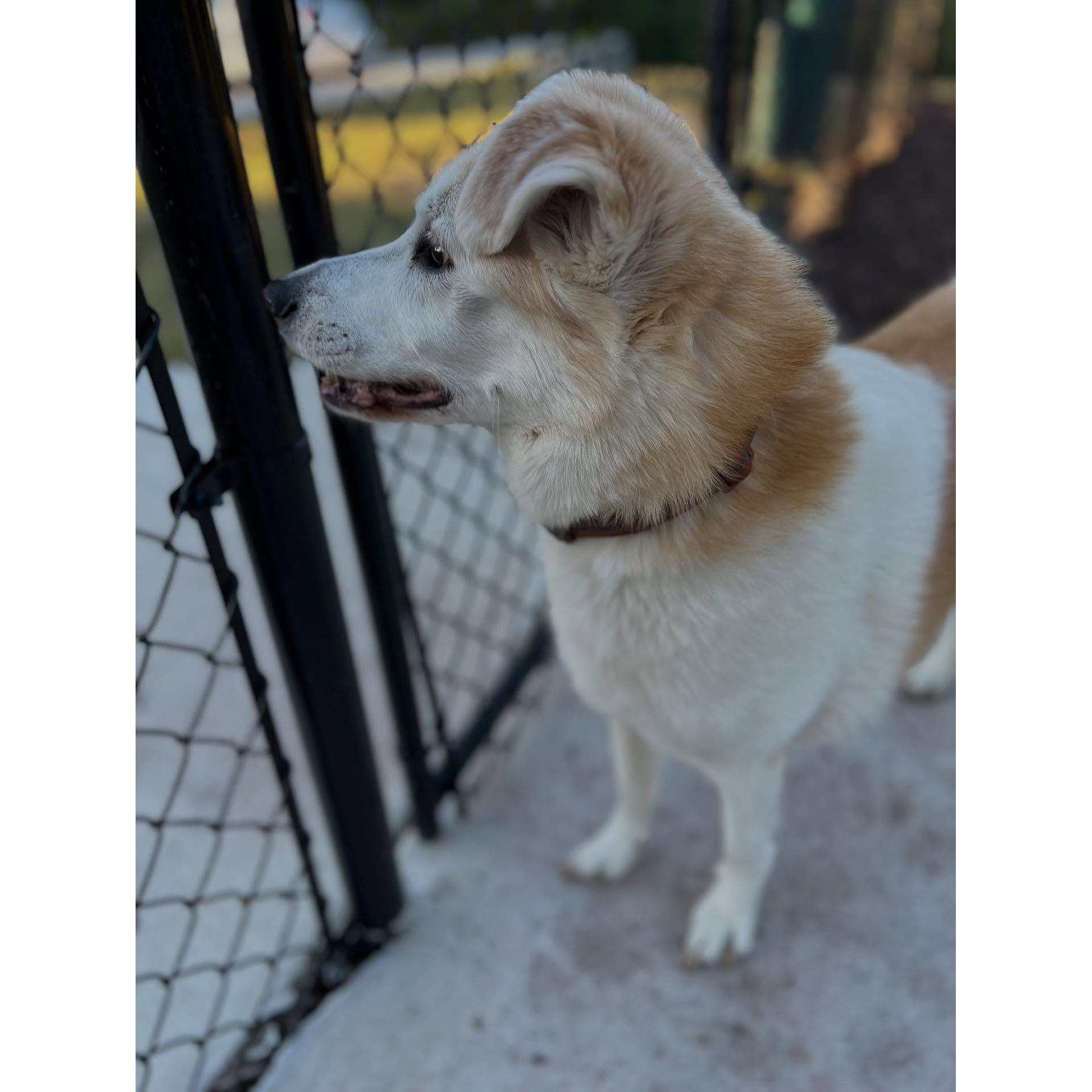 Silas passed away in September 2025 at the old age of 15. He is greatly missed, and in our hearts as we navigate an exciting future.