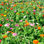 Pattys Berries and Bunches