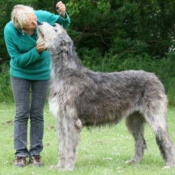 Walk with Wolfhounds in Ireland