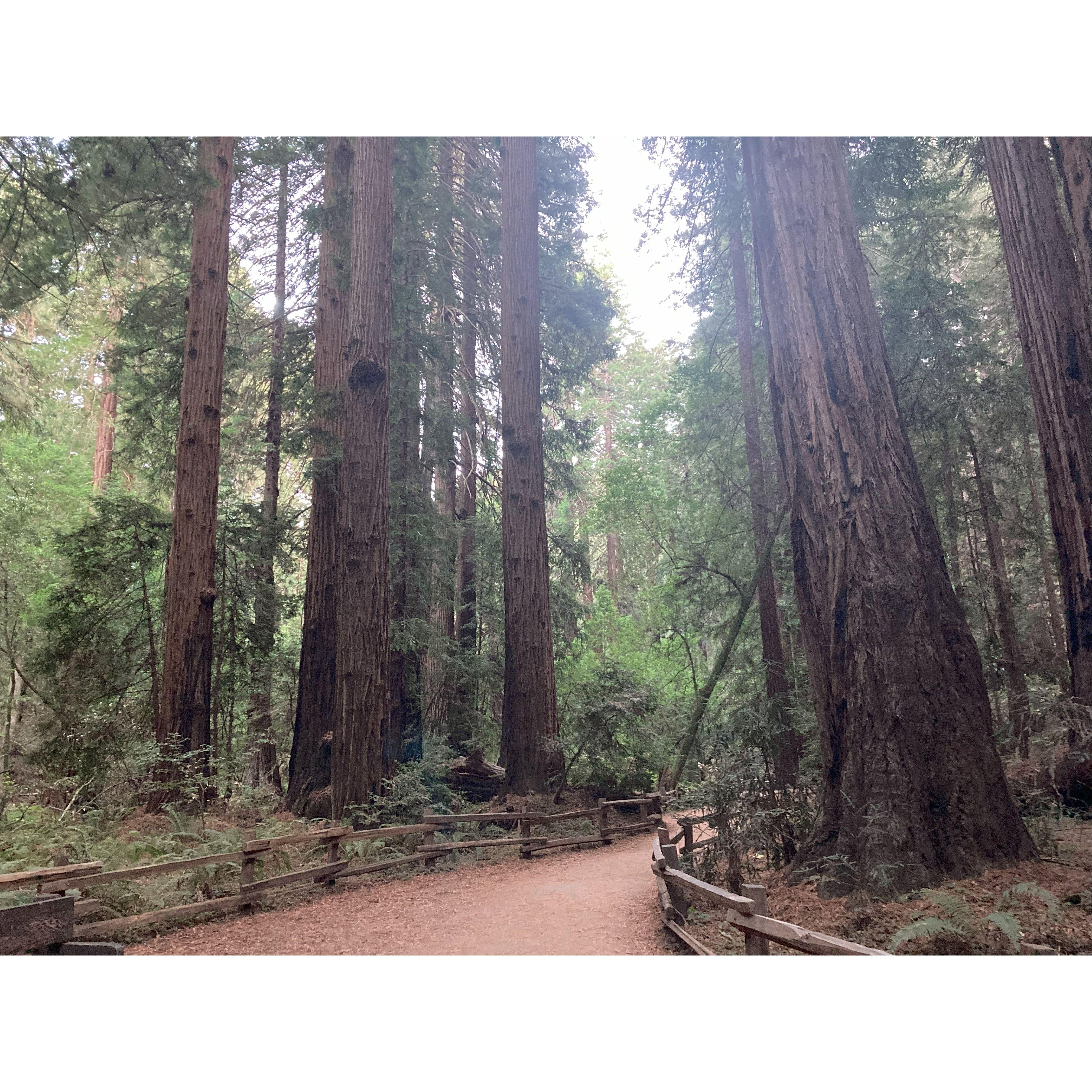 Muir Woods; Redwood trees