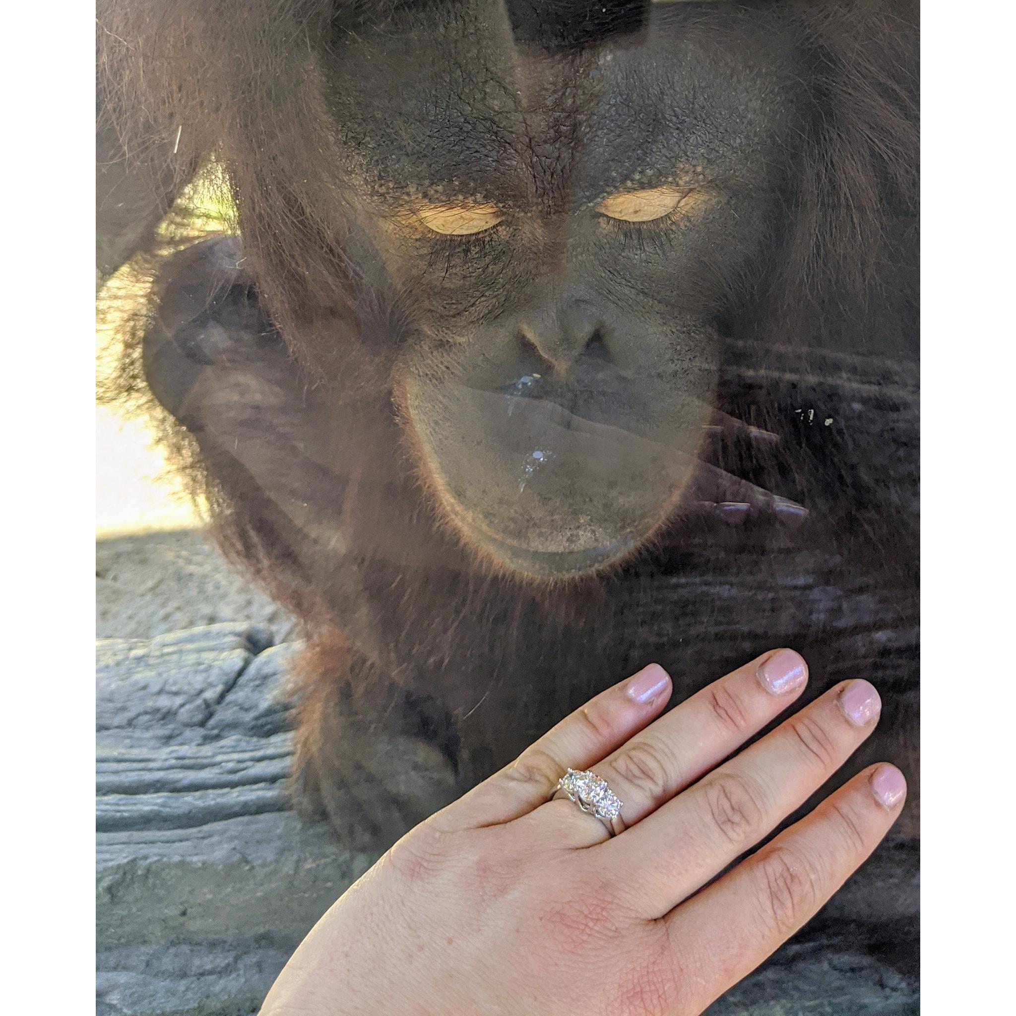 Orangutan, Kalijon, inspecting the ring after she supervised the proposal.