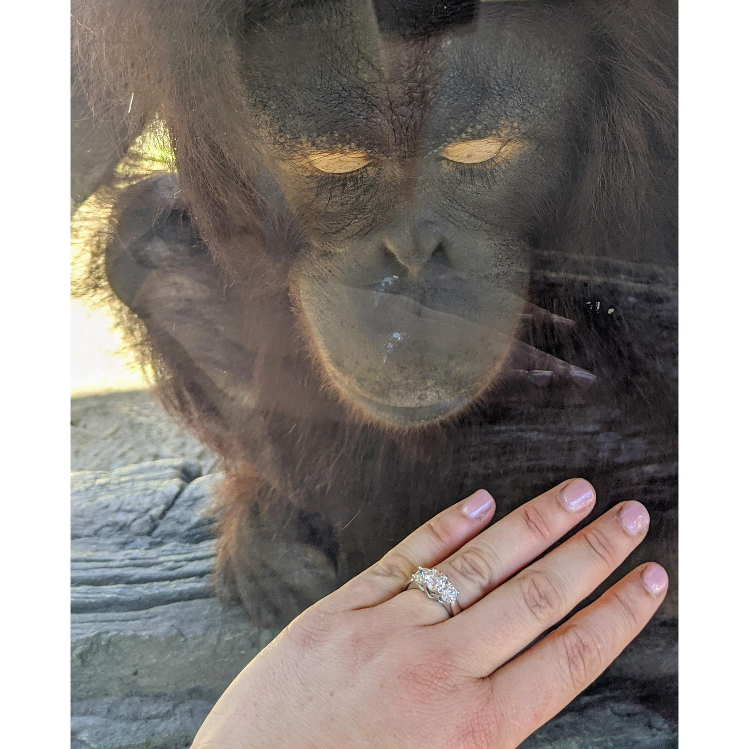 Orangutan, Kalijon, inspecting the ring after she supervised the proposal.