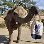 Wildlife Safari