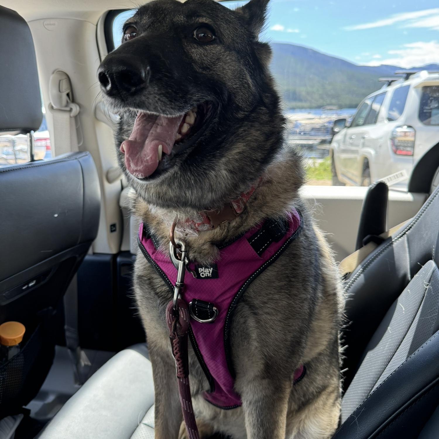 Daphne ready for the boat