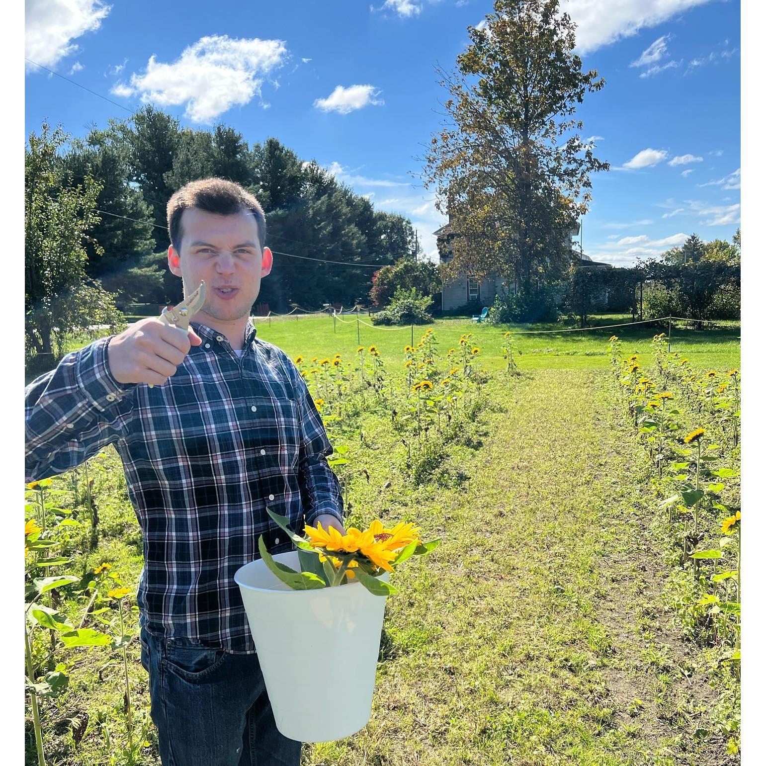 Sunflower picking date.