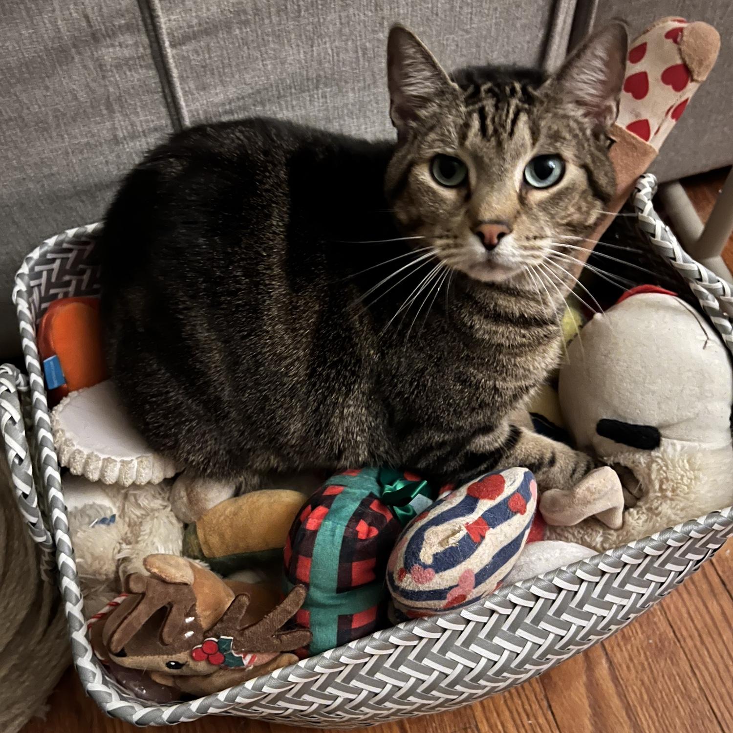 Henry Morgan (Cat #1). Joelle and I used to put he and his siblings in our coat pockets and tote them around. They were born in my family’s barn. He rode 1,200 miles in the car to move here with me!