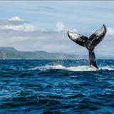 Samana Whale Watching