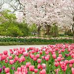 The Dallas Arboretum and Botanical Garden