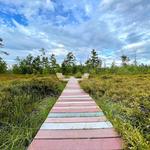 Saco Heath Preserve