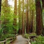 Muir Woods
