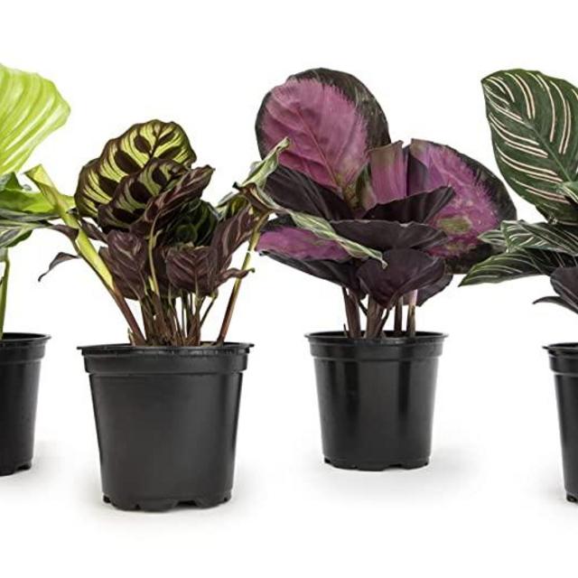 Calathea Prayer Plants Live House Plants Kit (4 PK), Calathea Plant Live Indoor Plants Live Houseplants, Live House Plants Indoors Live Plants Indoor, Live Indoor House Plants Live by Plants for Pets