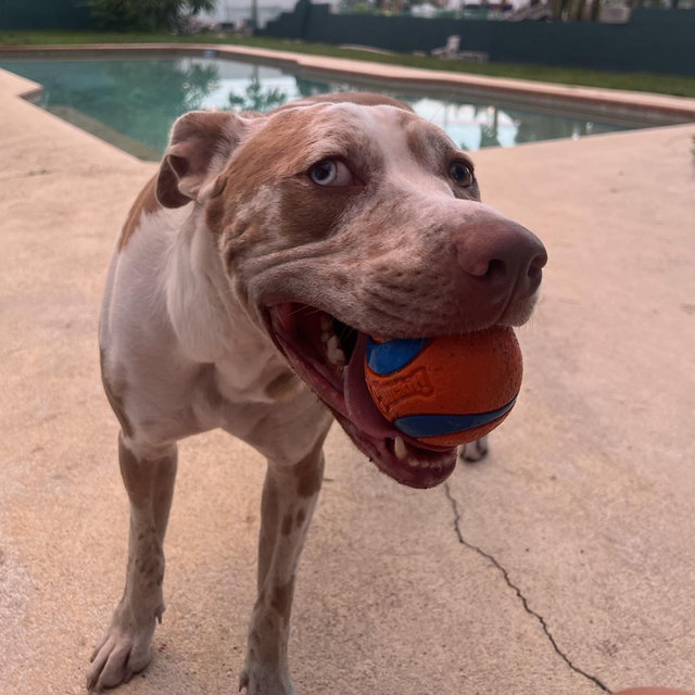 Pet Toy Fund