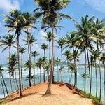 Visit Coconut island (watch your head!) coconut island mirissa