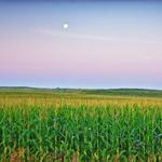 Iowa Corn Fields