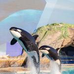 SeaWorld San Diego