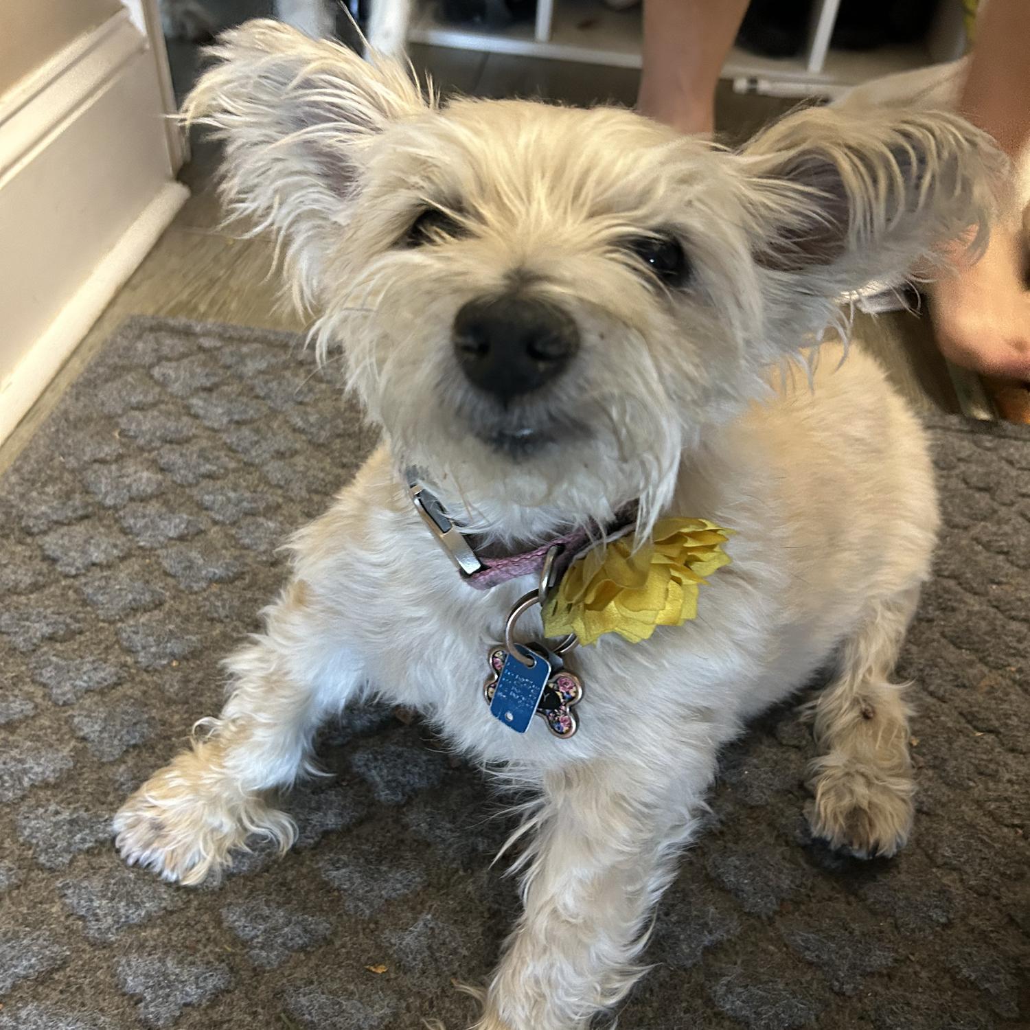 Roxy smiling as we say goodbye to drive home 🏠