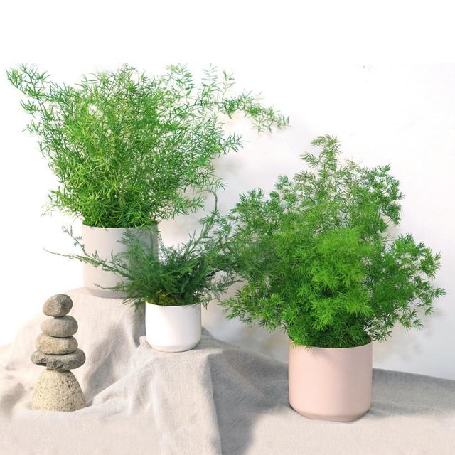 Large Preserved Fern Potted Plant Options...