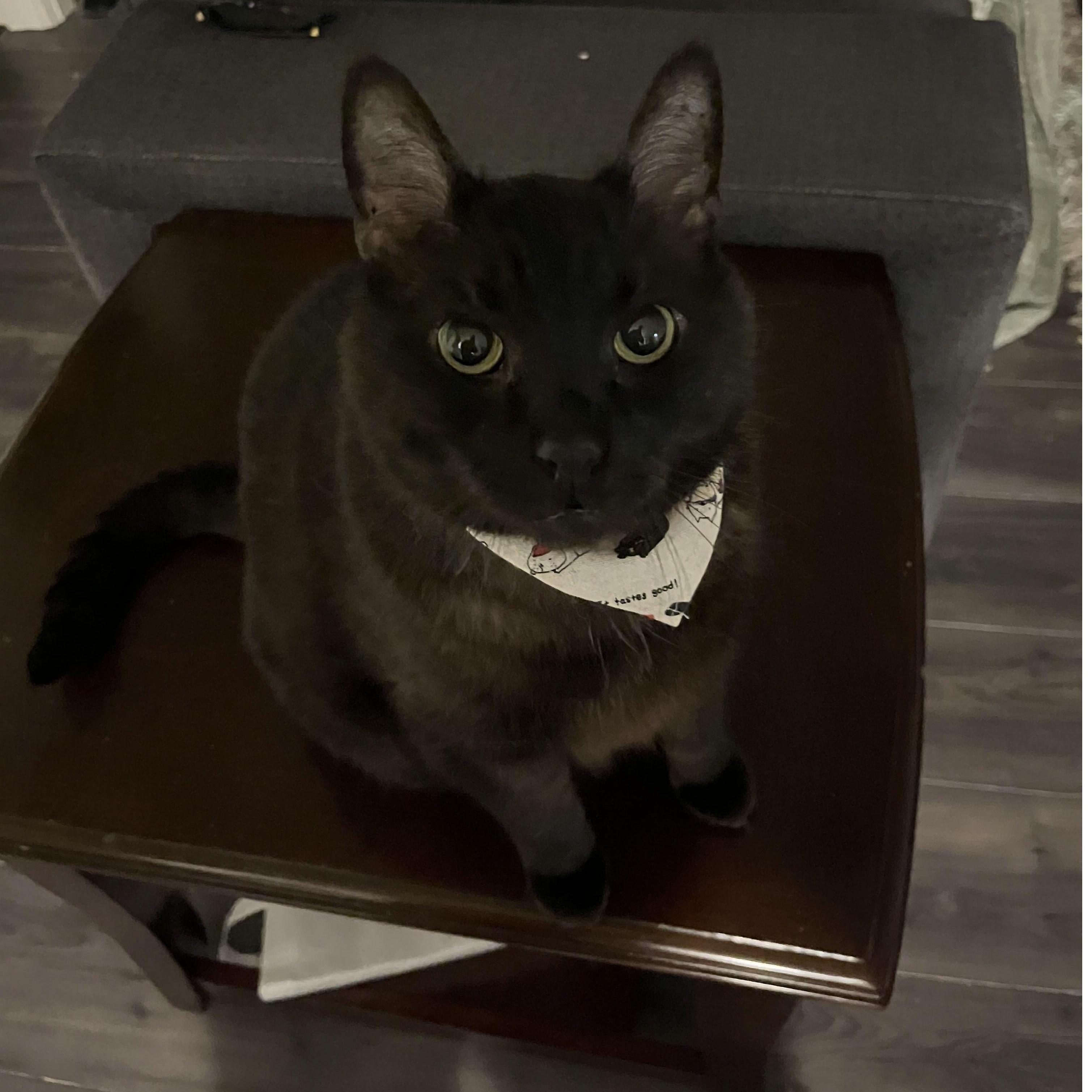 our furbaby Draco