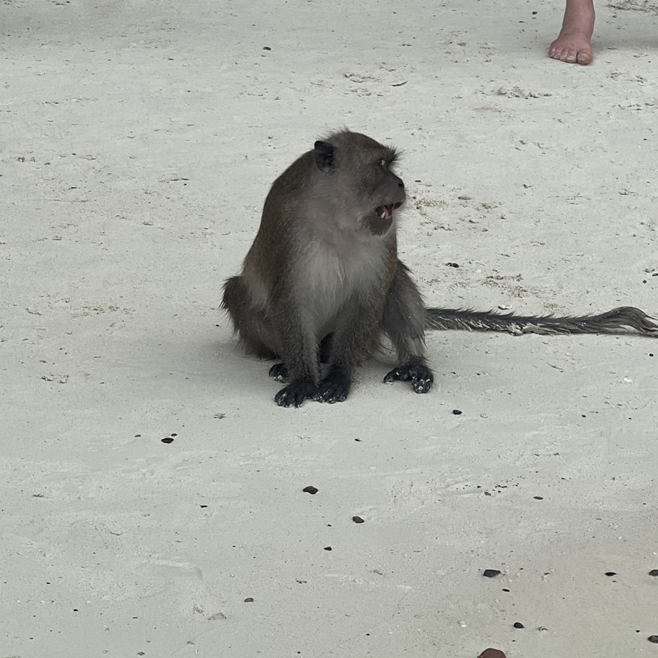 monkey bites