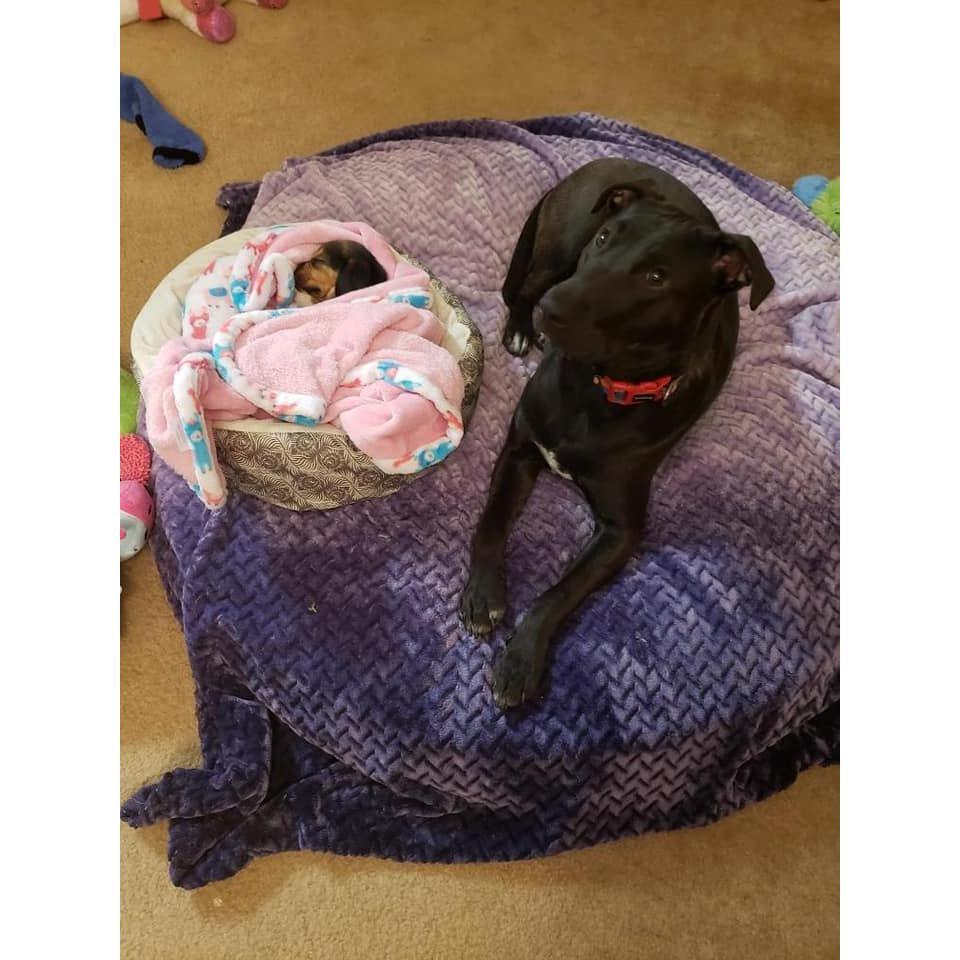 Wasabi & Ginger as pups.