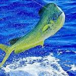Fishing Charters