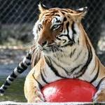 Big Cat Habitat Gulf Coast Sanctuary