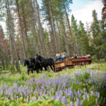 Horse-Drawn Wagon Rides at Devil's Thumb