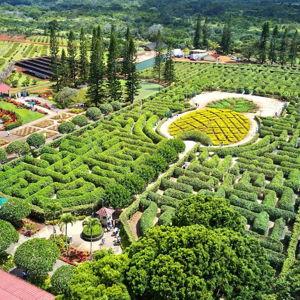 Dole Plantation Tour & Activities