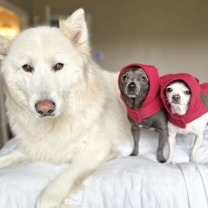 Dog Spoiling During Our Honeymoon