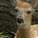 FAWN-DOE-ROSA Wildlife Educational Park