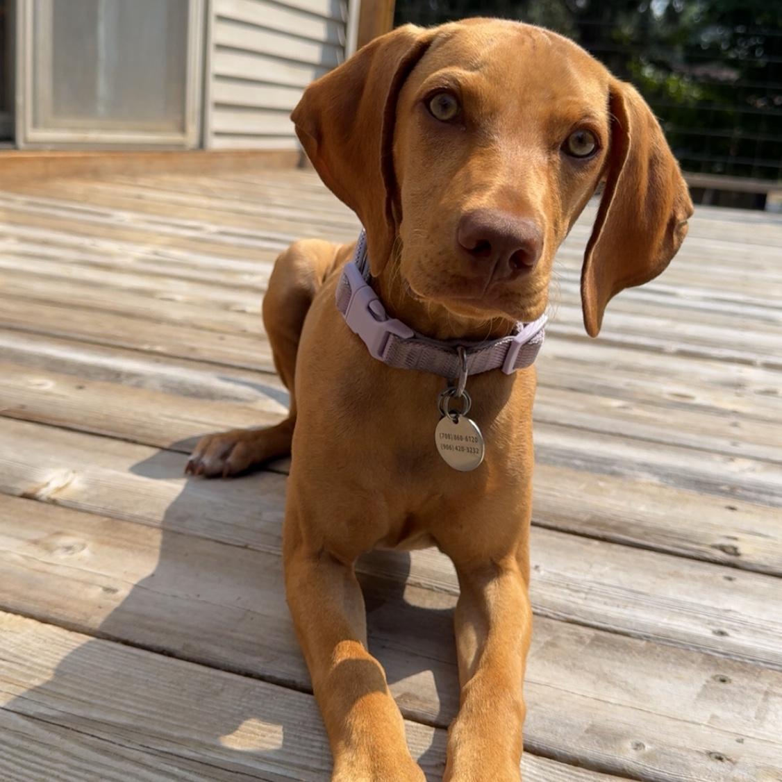 Our dog Maple!