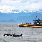 Whale Watching