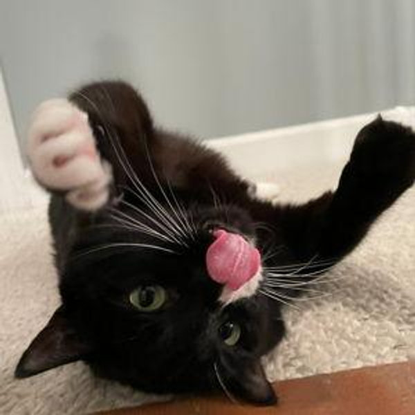 Oreo Treat & Toy Fund